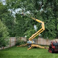 Professional Tree Care  in Tolleson, AZ